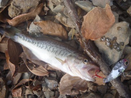 師走のバス釣り