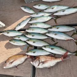 今年の釣り納めはいい感じでしたー