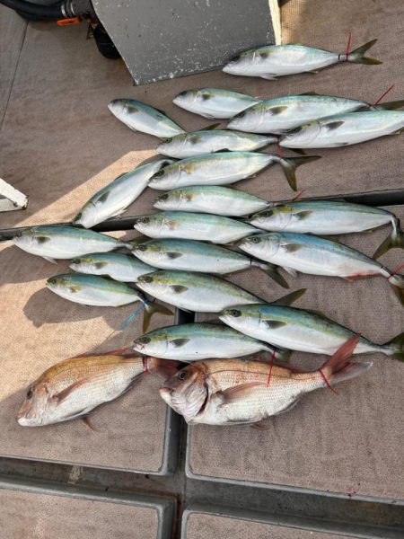 今年の釣り納めはいい感じでしたー