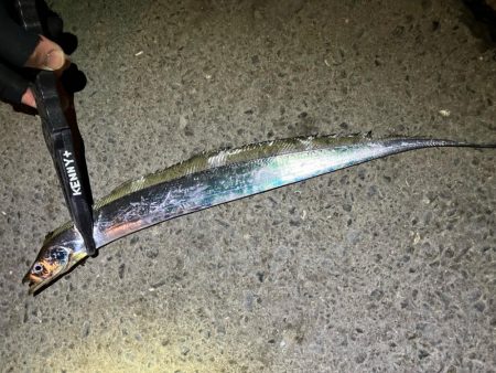 メバル狙いで、新たな魚種が…