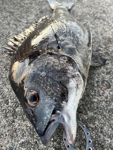 大アジやチヌ釣れました