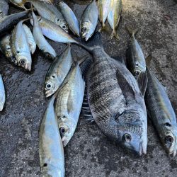 チヌや大アジ釣れました