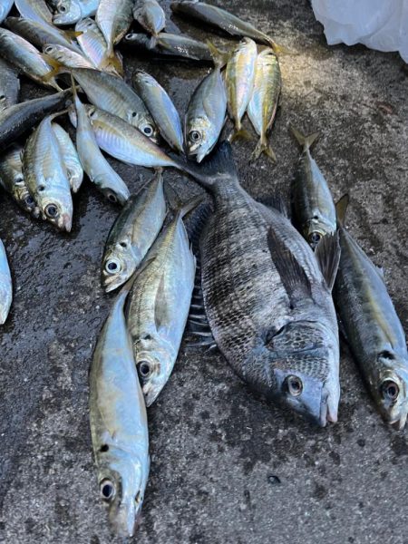 チヌや大アジ釣れました