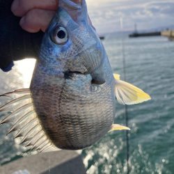 魚住漁港釣行！