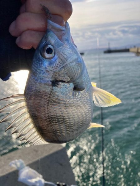 魚住漁港釣行！