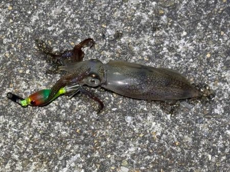 今季初のヒイカ釣りは安定の激渋！