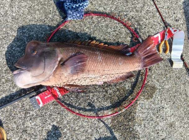 コブダイ釣り