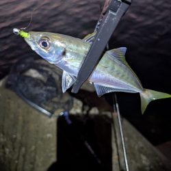 陸っぱり釣行記