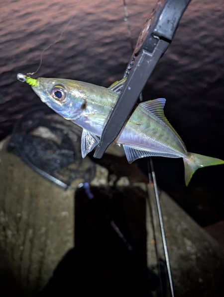 陸っぱり釣行記