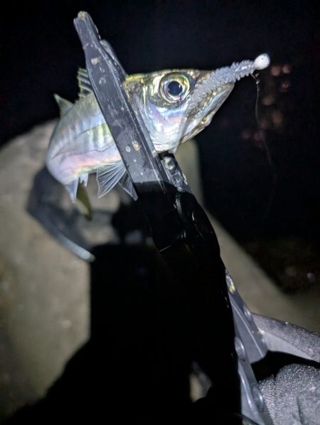 陸っぱり釣行記