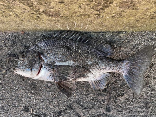 イチノ兄弟、釣果！