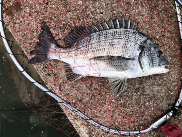 イチノ兄弟、釣果！