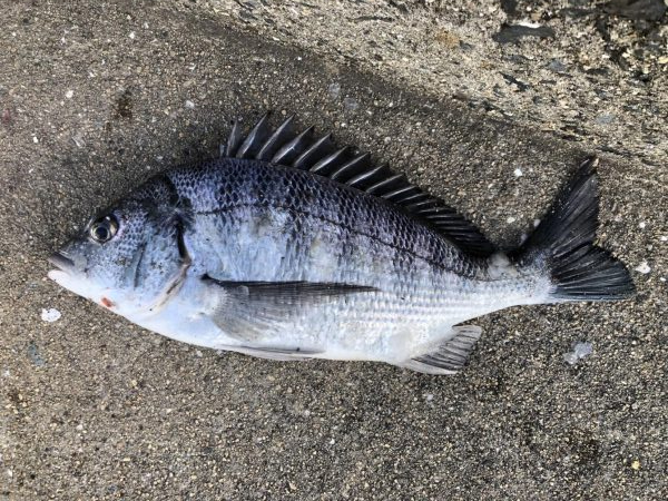 イチノ兄弟、釣果！