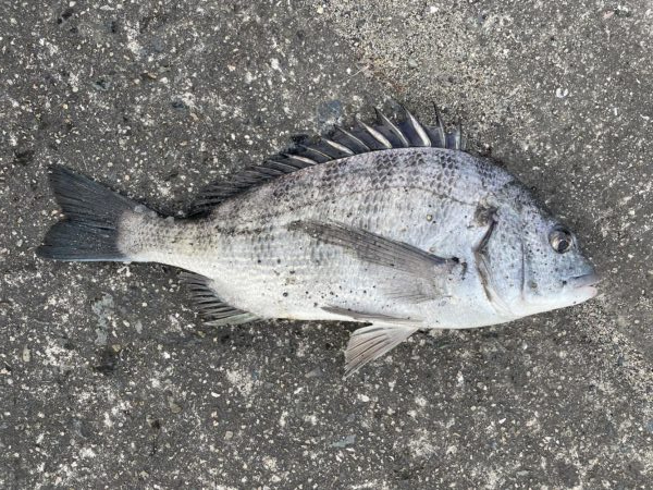 イチノ兄弟、釣果！