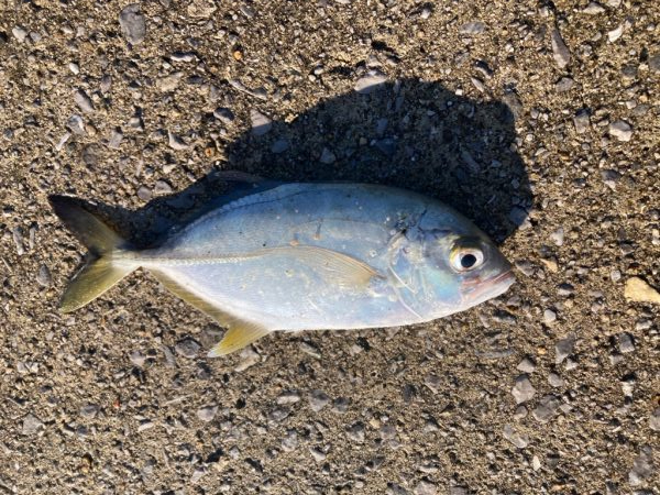 ちょこっと釣行