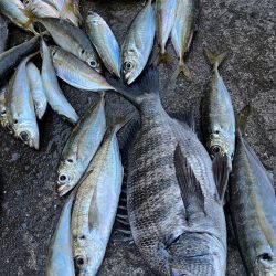 チヌや大アジ釣れました