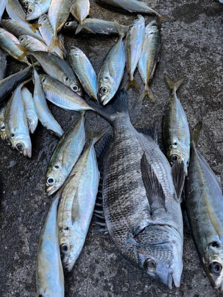 チヌや大アジ釣れました