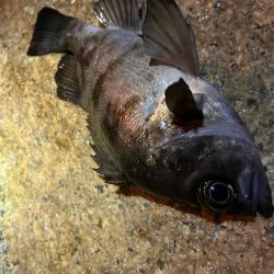 メバル狙いで、新たな魚種が…