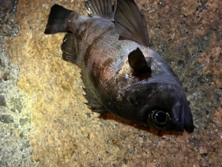 メバル狙いで、新たな魚種が…