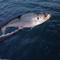 強風で無理でも釣る