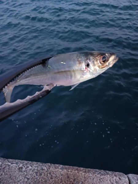 強風で無理でも釣る