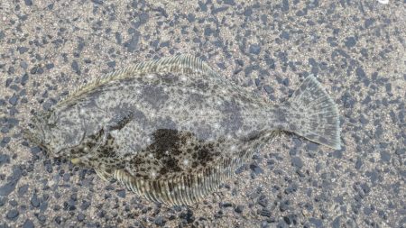 カゴ釣り、飲ませ釣り