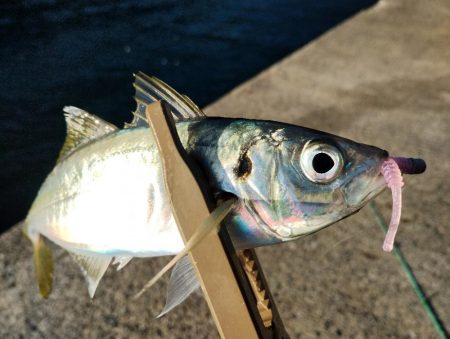 釣り初め