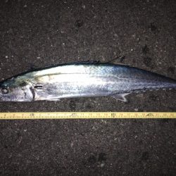 寒サワラ3,6kg