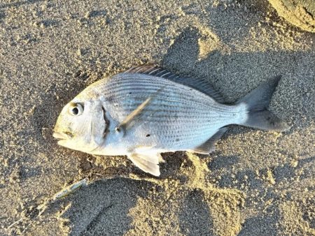 2025初フィッシュ！ヘダイが釣れました!