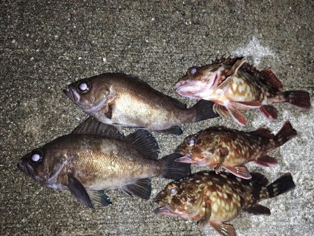 今年初釣り