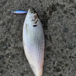 年内最後の釣り