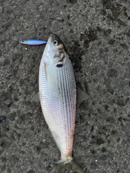 年内最後の釣り