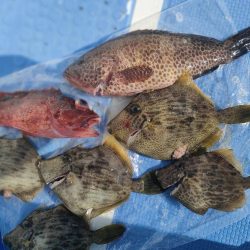 カワハギ釣り　島きち丸