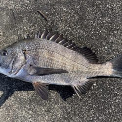 イチノ兄弟、釣果！