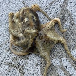 イイダコ釣り