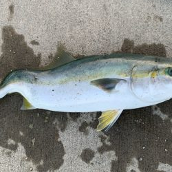 泳がせで青物