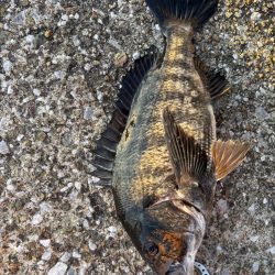 初釣りでおチヌさん