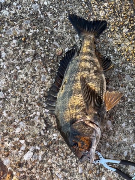 初釣りでおチヌさん