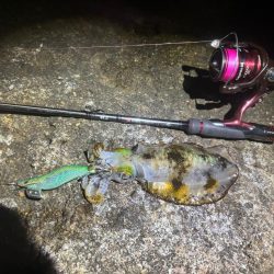 【白浜〜田辺エリア】冬イカ発見！