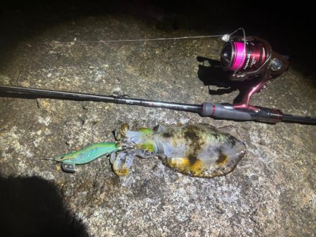 【白浜〜田辺エリア】冬イカ発見！