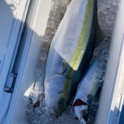 正月の鰤を釣りに٩( ᐛ )و