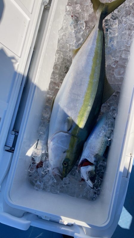 正月の鰤を釣りに٩( ᐛ )و