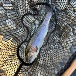 北方マス釣り場へ