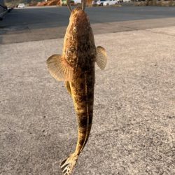 激渋でした。
