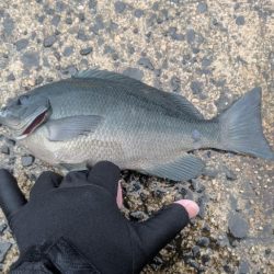 カゴ釣り、飲ませ釣り