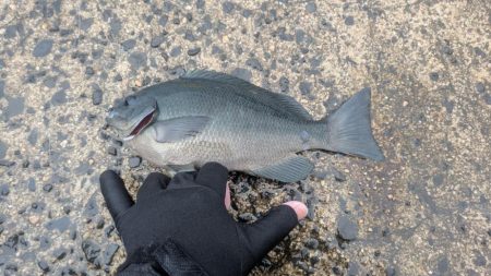 カゴ釣り、飲ませ釣り