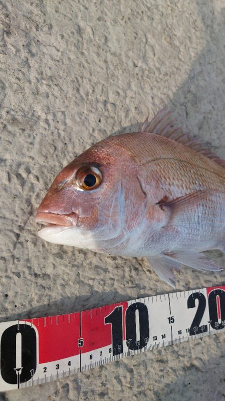 カゴ初釣り