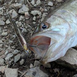 初バス釣れました