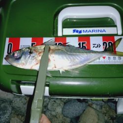 釣り初めアジング🎣