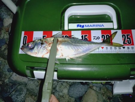 釣り初めアジング🎣